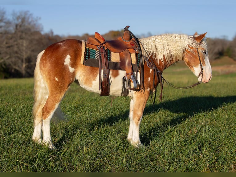 American Drum Horse Giumenta 4 Anni 163 cm Sauro scuro in Greensburg KY