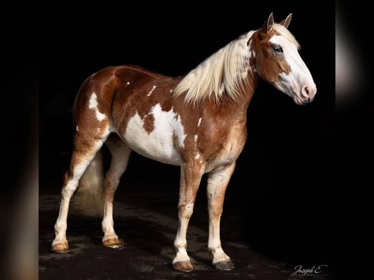 American Drum Horse Giumenta 4 Anni 163 cm Sauro scuro in Greensburg KY