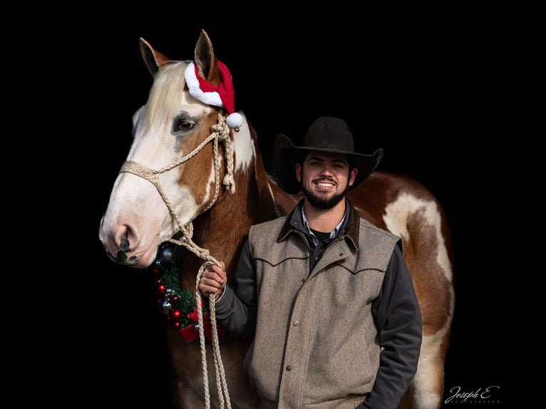 American Drum Horse Giumenta 4 Anni 163 cm Sauro scuro in Greensburg KY