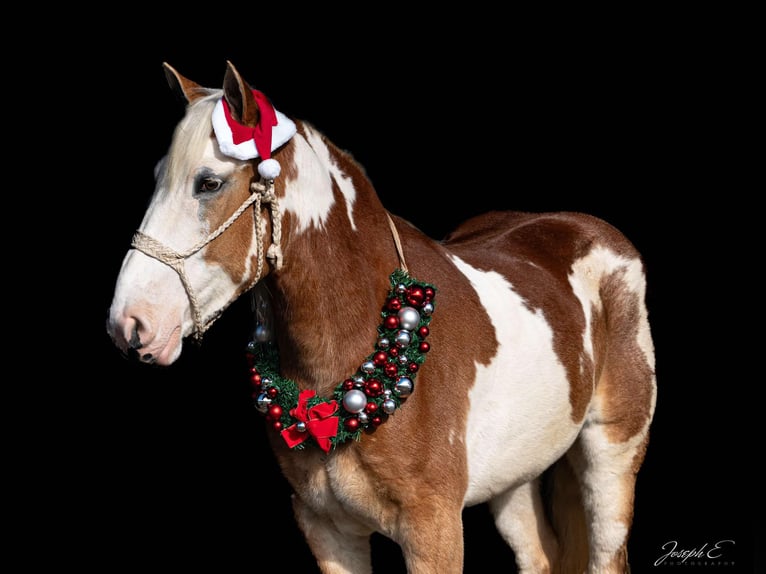 American Drum Horse Giumenta 4 Anni 163 cm Sauro scuro in Greensburg KY