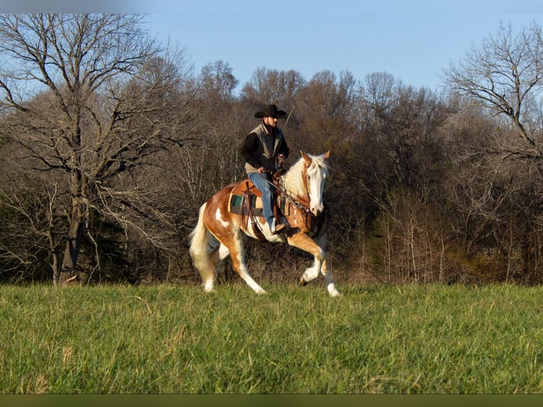 American Drum Horse Giumenta 4 Anni 163 cm Sauro scuro in Greensburg KY