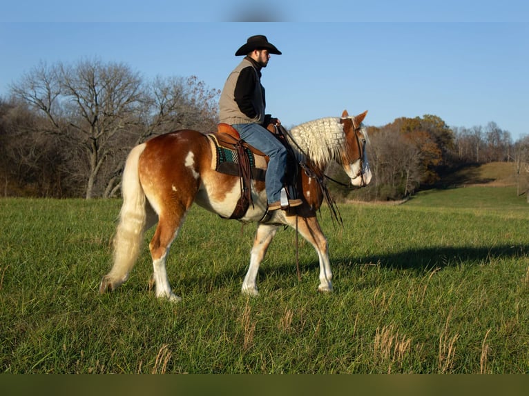 American Drum Horse Giumenta 4 Anni 163 cm Sauro scuro in Greensburg KY