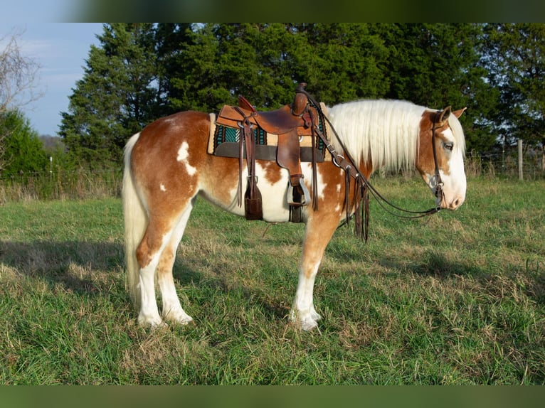 American Drum Horse Giumenta 4 Anni 163 cm Sauro scuro in Greensburg KY