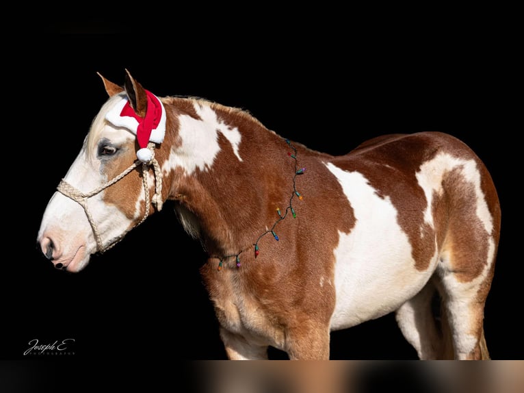 American Drum Horse Giumenta 4 Anni 163 cm Sauro scuro in Greensburg KY