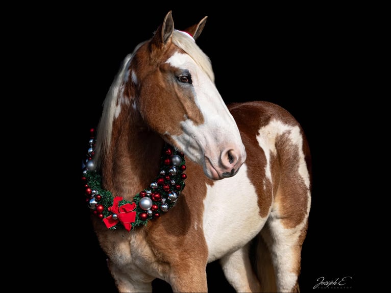 American Drum Horse Giumenta 4 Anni 163 cm Sauro scuro in Greensburg KY