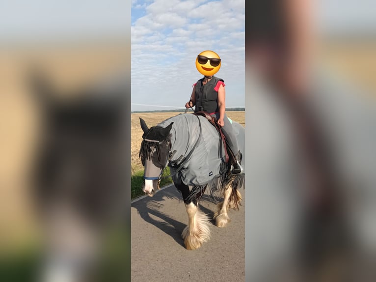 American Drum Horse Giumenta 7 Anni 175 cm Tobiano-tutti i colori in Udestedt