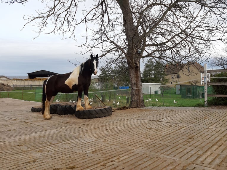 American Drum Horse Giumenta 7 Anni 175 cm Tobiano-tutti i colori in Udestedt