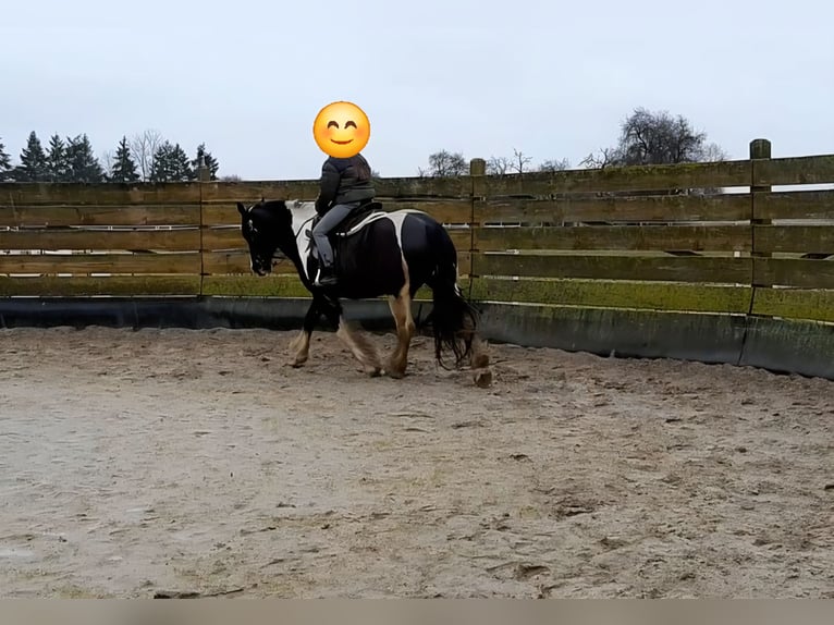 American Drum Horse Giumenta 7 Anni 175 cm Tobiano-tutti i colori in Udestedt