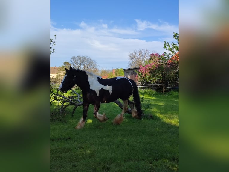 American Drum Horse Giumenta 7 Anni 175 cm Tobiano-tutti i colori in Udestedt