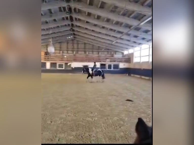 American Drum Horse Giumenta 7 Anni 175 cm Tobiano-tutti i colori in Udestedt