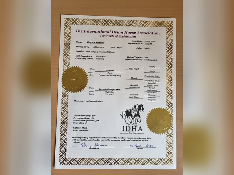 American Drum Horse Giumenta 7 Anni 175 cm Tobiano-tutti i colori in Udestedt