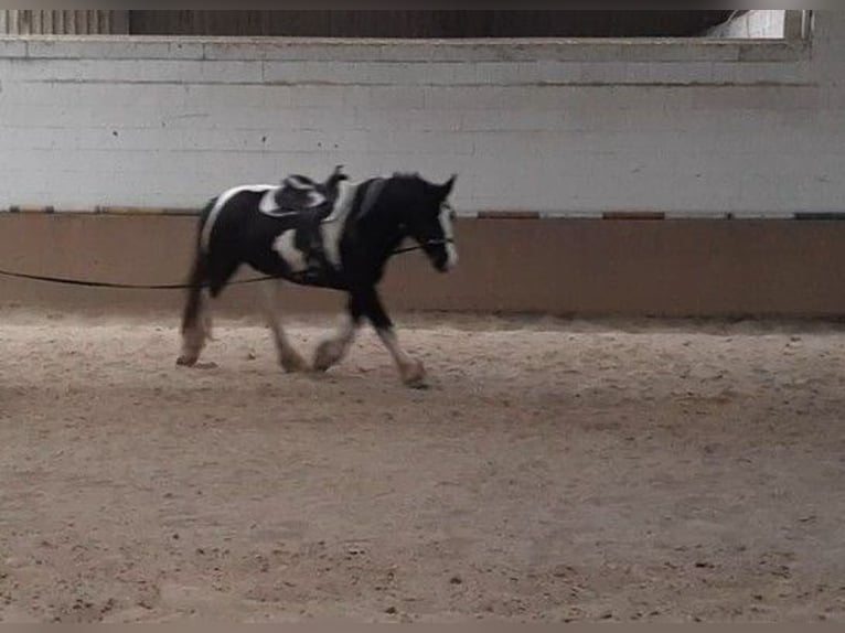 American Drum Horse Giumenta 7 Anni 175 cm Tobiano-tutti i colori in Udestedt