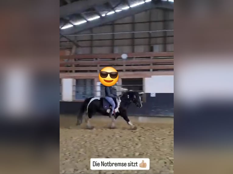 American Drum Horse Giumenta 7 Anni 175 cm Tobiano-tutti i colori in Udestedt