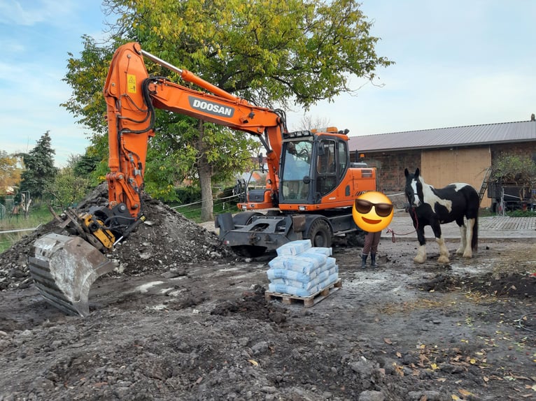 American Drum Horse Giumenta 7 Anni 175 cm Tobiano-tutti i colori in Udestedt