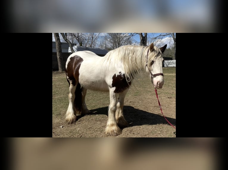 American Drum Horse Giumenta 9 Anni 163 cm Tobiano-tutti i colori in Rehoboth