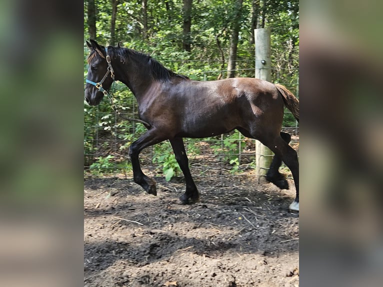 American Drum Horse Mix Giumenta Puledri (04/2026) Sauro scuro in Bridgeton