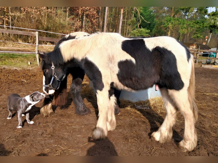 American Drum Horse Stallone 1 Anno 143 cm in Rathenow