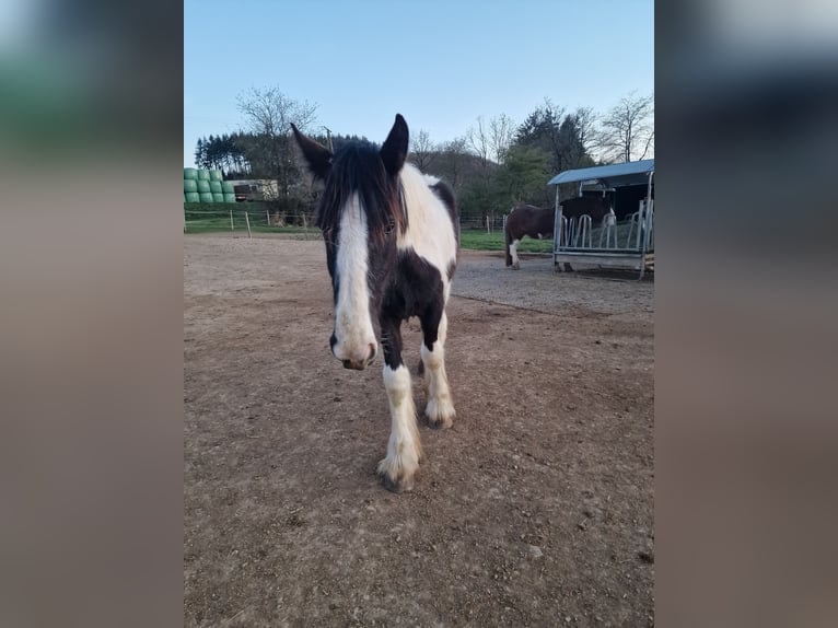 American Drum Horse Stallone 1 Anno 185 cm Pezzato in Daleiden