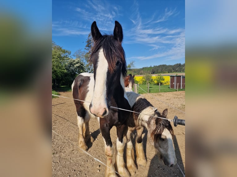American Drum Horse Stallone 1 Anno 185 cm Pezzato in Daleiden