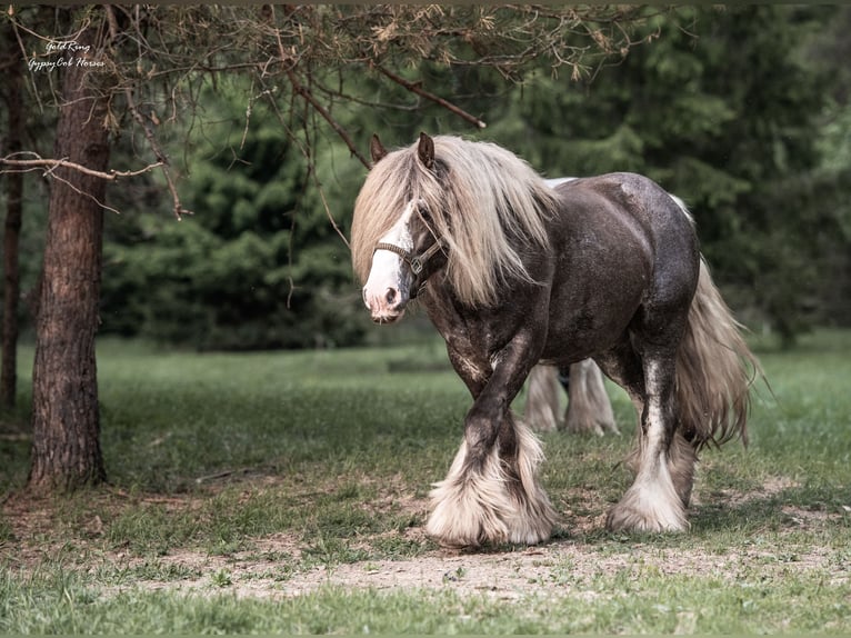 American Drum Horse Stallone 2 Anni 170 cm Morello in Cēsis