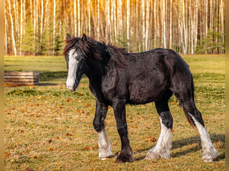 American Drum Horse Stallone 2 Anni 170 cm Morello in Cēsis