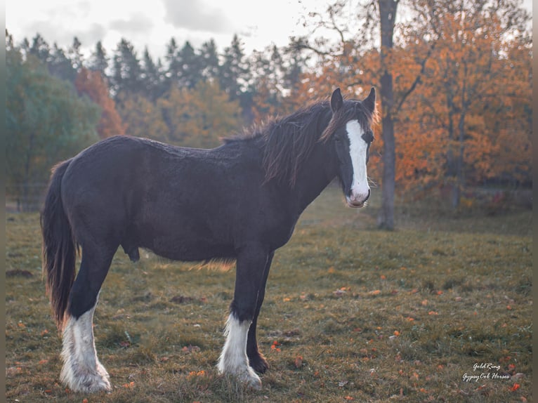 American Drum Horse Stallone 2 Anni 170 cm Morello in Cēsis