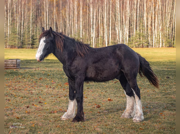 American Drum Horse Stallone 2 Anni 170 cm Morello in Cēsis