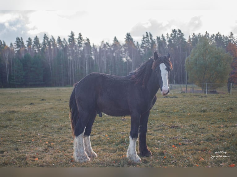 American Drum Horse Stallone 2 Anni 170 cm Morello in Cēsis