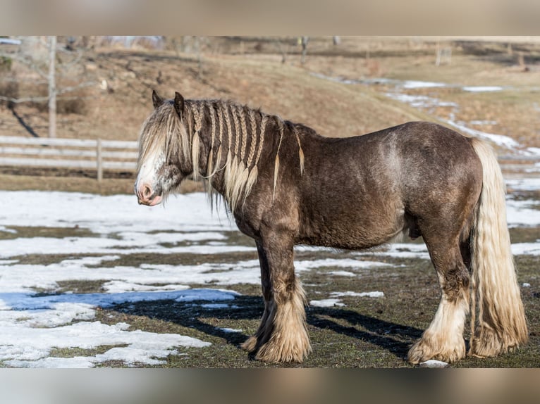 American Drum Horse Stallone 2 Anni 170 cm Morello in Cēsis