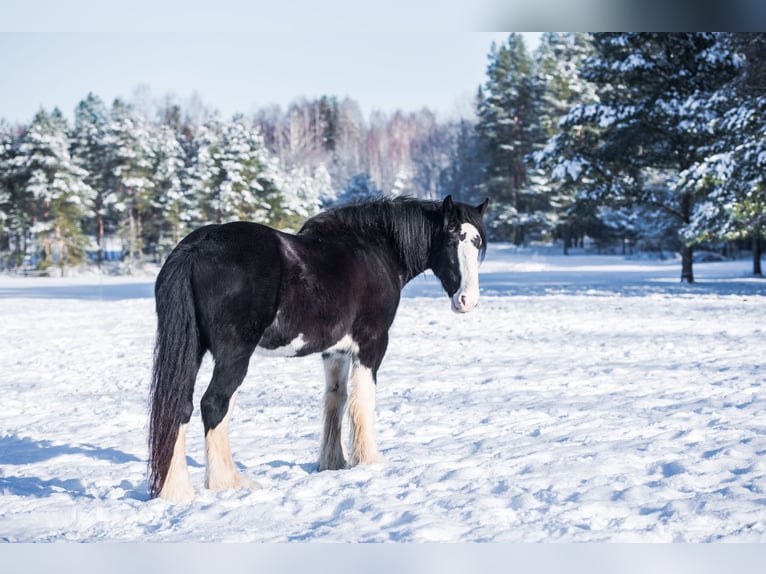 American Drum Horse Stallone 2 Anni 170 cm Morello in Cēsis