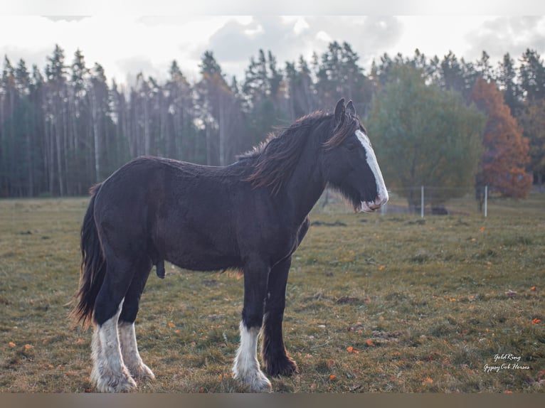 American Drum Horse Stallone 2 Anni 170 cm Morello in Cēsis