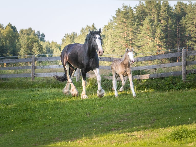 American Drum Horse Stallone 2 Anni 170 cm Morello in Cēsis