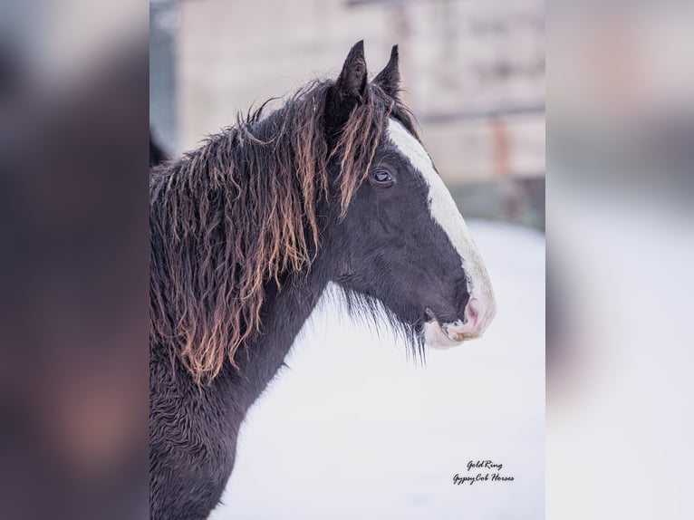 American Drum Horse Stallone 2 Anni Morello in Cēsis