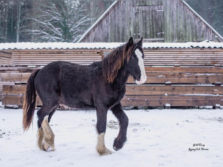 American Drum Horse Stallone 2 Anni Morello in Cēsis