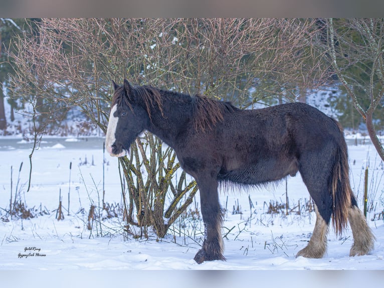 American Drum Horse Stallone 2 Anni Morello in Cēsis