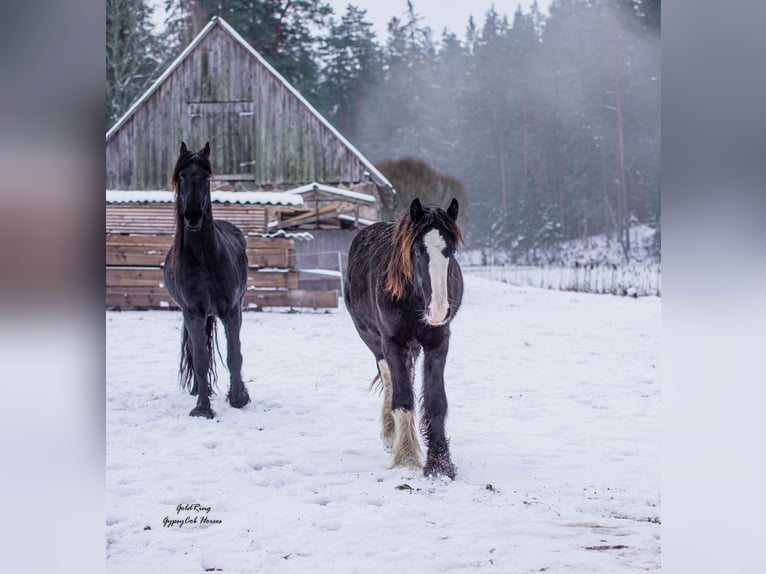 American Drum Horse Stallone 2 Anni Morello in Cēsis