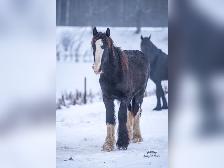 American Drum Horse Stallone 2 Anni Morello in Cēsis