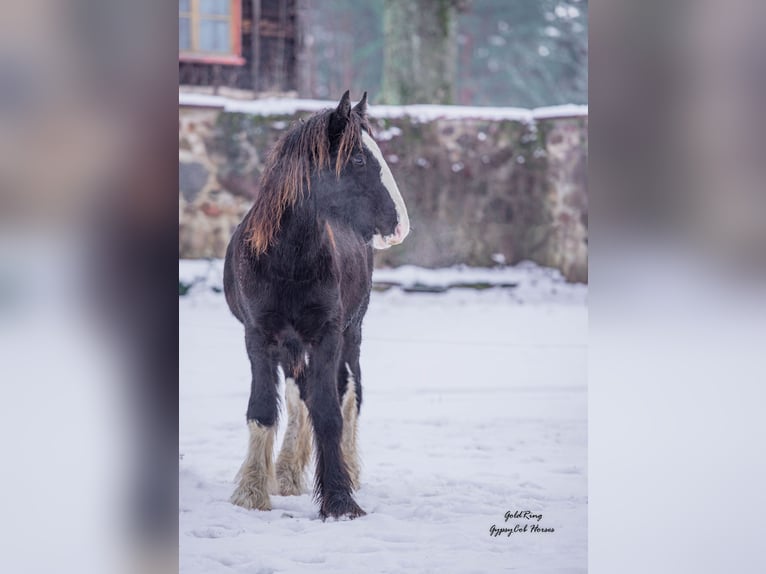 American Drum Horse Stallone 2 Anni Morello in Cēsis