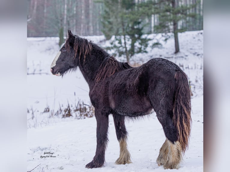 American Drum Horse Stallone 2 Anni Morello in Cēsis