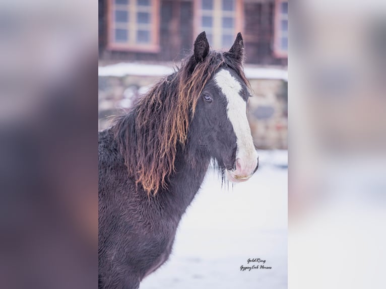 American Drum Horse Stallone 2 Anni Morello in Cēsis