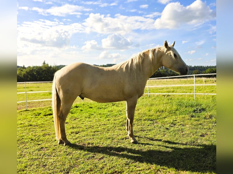 American Indian Horse Castrone 3 Anni 156 cm Dunalino in Monschau
