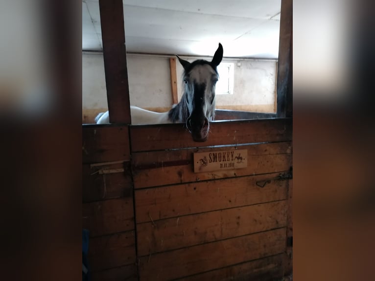 American Indian Horse Castrone 7 Anni 159 cm in Glashütten