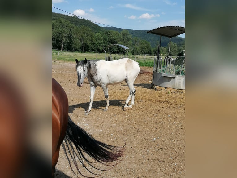 American Indian Horse Castrone 7 Anni 159 cm in Glashütten