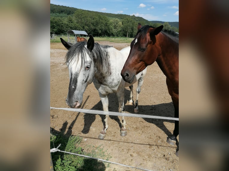 American Indian Horse Castrone 7 Anni 159 cm in Glashütten