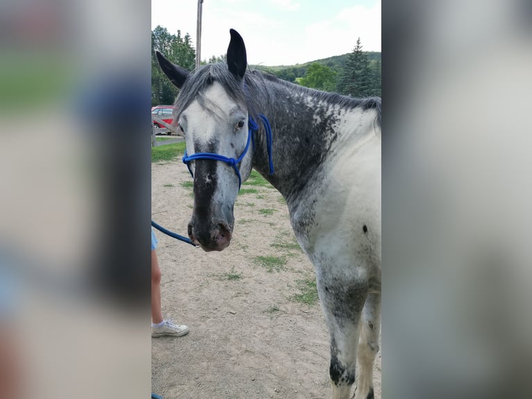 American Indian Horse Castrone 7 Anni 159 cm in Glashütten