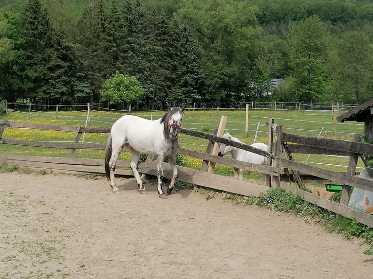 American Indian Horse Castrone 7 Anni 159 cm in Glashütten