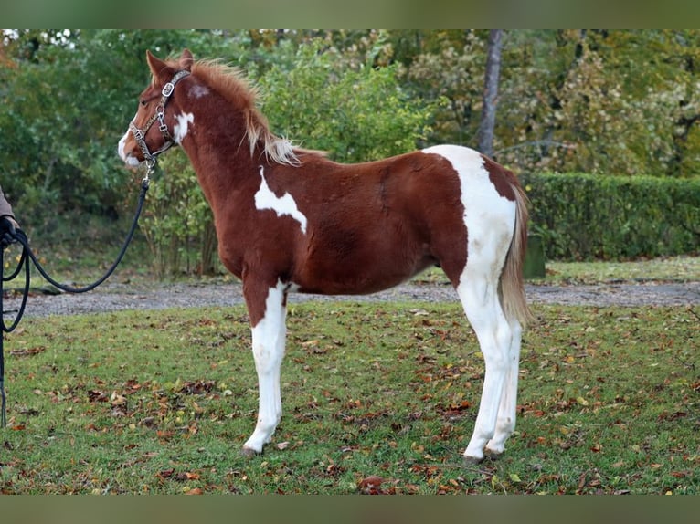 American Indian Horse Étalon 1 Année 150 cm Tobiano-toutes couleurs in Hellenthal