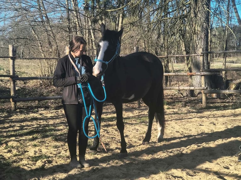American Indian Horse Gelding 17 years 15.1 hh Overo-all-colors in Stare