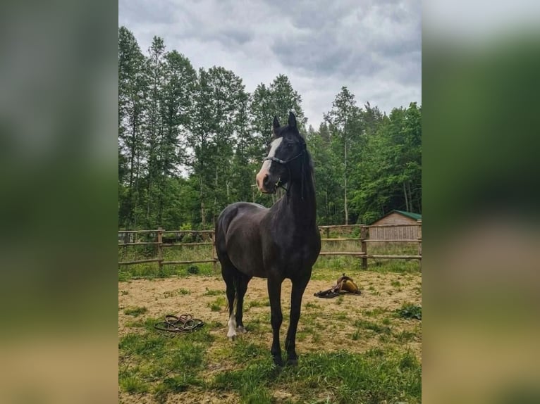 American Indian Horse Gelding 17 years 15.1 hh Overo-all-colors in Stare