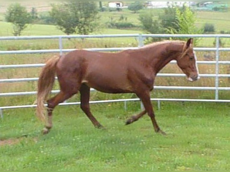 American Indian Horse Gelding 2 years 14,2 hh Chestnut-Red in Julbach